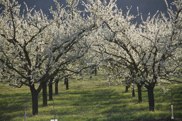 Mirabelle plum trees orchard white flowers