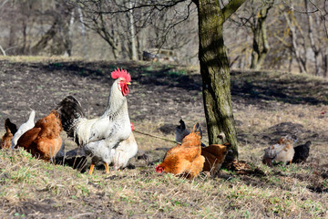 Rooster and chickens grazing on the grass