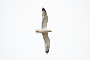 Seagull flying with impressive wings