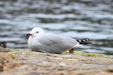 Seagull resting on a stone next to the sea