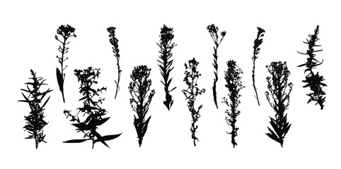 Set of field grass silhouettes. Decorative grass isolated elements on a white background. Suitable for design postcards, patterns. Stock vector illustration.