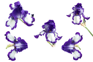 Set of Beautiful purple iris flower isolated on a white background.