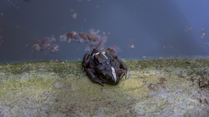 Black Toad frog with white line is sitting at the green edge of the pond.  