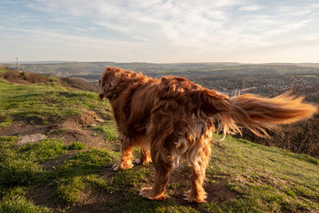 dog on the hill
