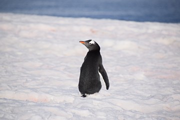  Gentoo Penguin , Petermann Island , Antarctica