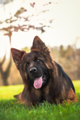 Purebred German Shepherd dog lying down in the park with a funny expression. Vertical with copyspace