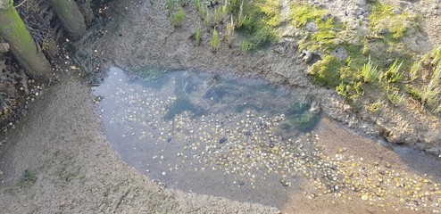 Nordsee Watt Muscheln