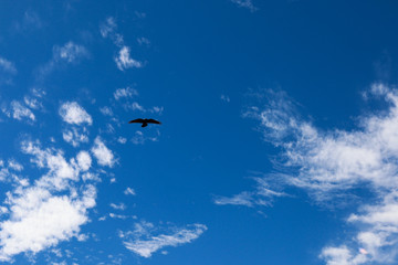Obraz na płótnie Canvas Ave volando sobre un espectacular cielo azul veraniego