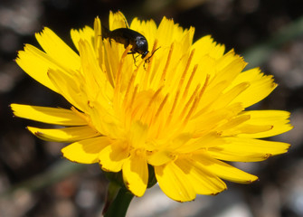 Bicho buscando alimento en un diente de leon amarillo