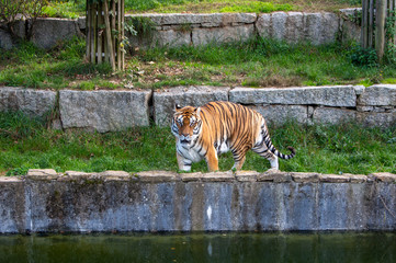 Tigre Bengala en cautividad observando a sus observadores