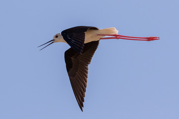 Black-winged Stilt (Himantopus himantopus) flying at Mikri Vigla on Western Naxos, Greece.