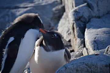 Obraz premium Gentoo Penguin , Petermann Island , Antarctica