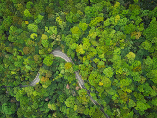 Aerial drone view of trail in spring tropical forest