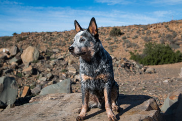 Australian Cattle Dog (Blue Heeler) puppy outdoors full length portrait  with arid landscape
