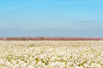February 19, 2020 - Belianes-Preixana, Spain. A field of white flowers and almond trees in bloom.