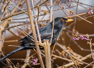 Amsel im Beerenstrauch