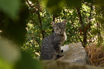 Cute cat on a stone among bushes and nature