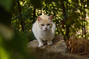 Cute cat on a stone among bushes and nature