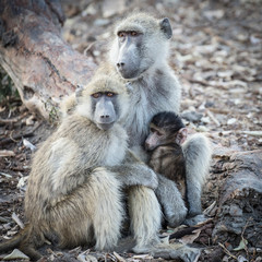 Family baboos in Botswana