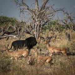Lion hunting in Botswana's savanah