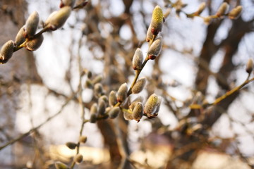 a blooming branch in the setting sun