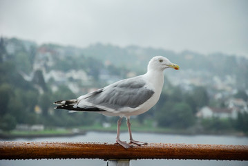 gaviota en el barco