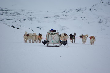 Dog sledge in snowy landscape, Greenland