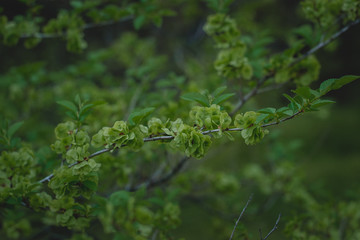Fresh spring greens on a bush in the woods
