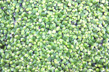 the emerald carpet of duckweed