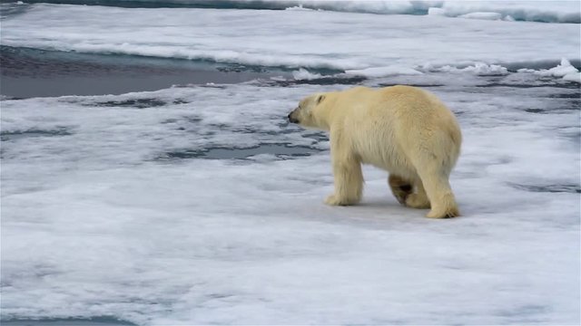 Polar bear crossing sea channels between ice flows, Arctic Ocean, Svalbard
Polar bear, male crossing sea channels between ice flows, Arctic Ocean, Svalbard
