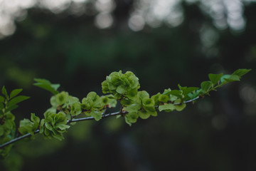 Fresh spring foliage on a tree branch against a dark background