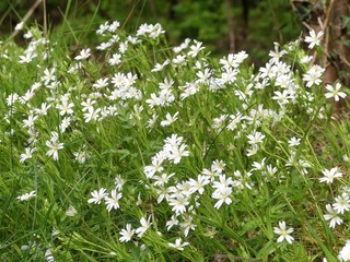 Stellaria holostea, the addersmeat or greater stitchwort, a perennial herbaceous flowering plant in the family Caryophyllaceae