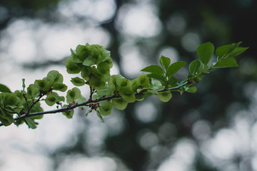 Spring green branch on the side