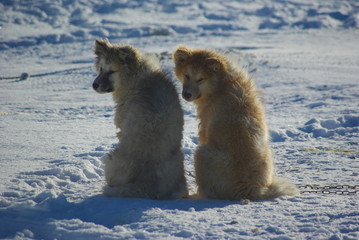 Two Greenland dog puppies in snow