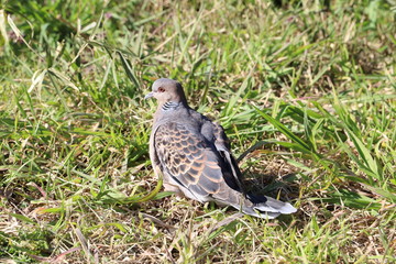 野原で憩うキジバト
