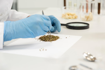 Close up of hands choosing hemp seeds with tweezers in laboratory.