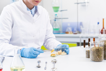 Fototapeta premium Hands working with terpene CBD crystals in laboratory with tweezers