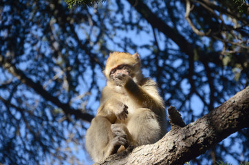 Isolated Barbary Macaques monkey (ape, magot) in cedre gauroud forest in Azrou Morocco
