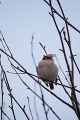 Waxwings on the Isle of Harris