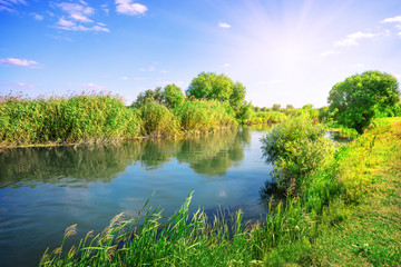 River in a meadow among green trees
