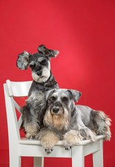 Two miniature schnauzer dogs on a white chair