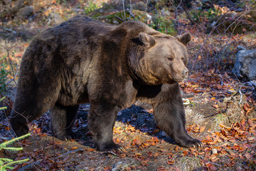 brown bear in the woods © Luca