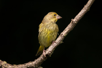 yellow crowned night heron