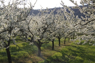 Mirabelle plum trees orchard white flowers