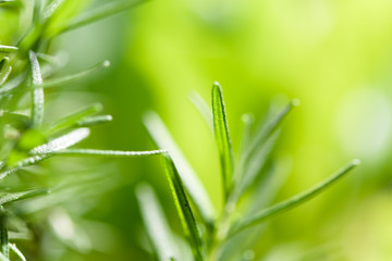 Fresh Rosmary bunch over yellow blurred background