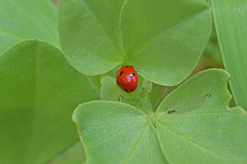 Une coccinelle sur des feuilles de féveroles.