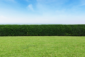 The grassland has trees and the sky