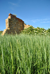 Obraz premium Blooming bushes of elderberry on a green meadow along old crumbling wall, spring day in Ukraine