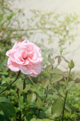 Fototapeta premium Pink rose flower close-up on nature background