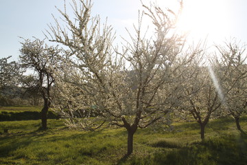 Mirabelle plum trees orchard white flowers